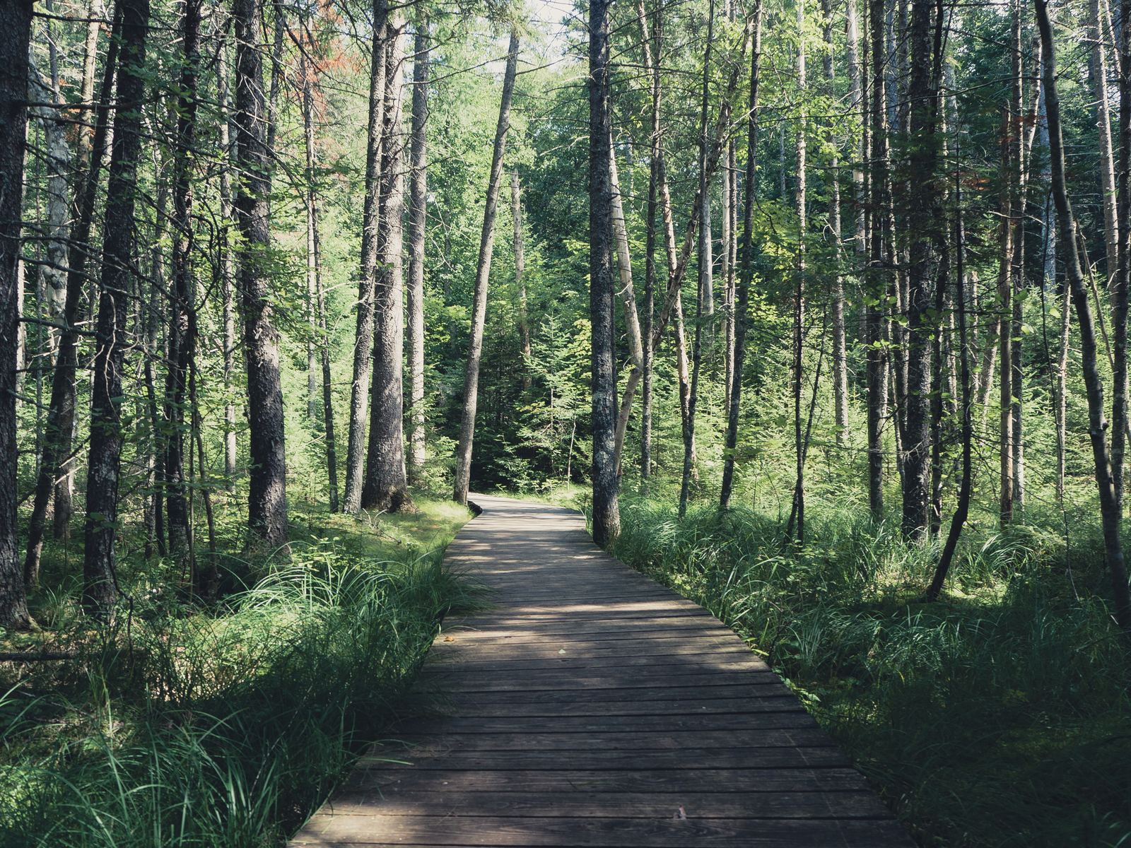 Wooden boardwalk path through sun-dappled forest understory
